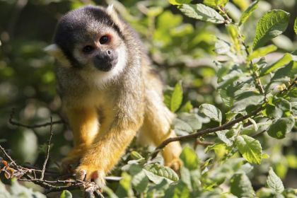 Fun in the Amazon Forest