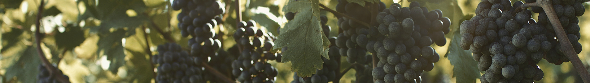 Beer, Wine and Gastronomy